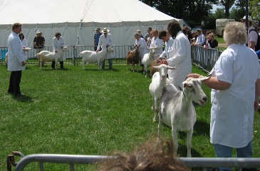 Norfolk Show 2011